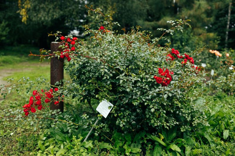 Bush Relocation in Ventura County, CA