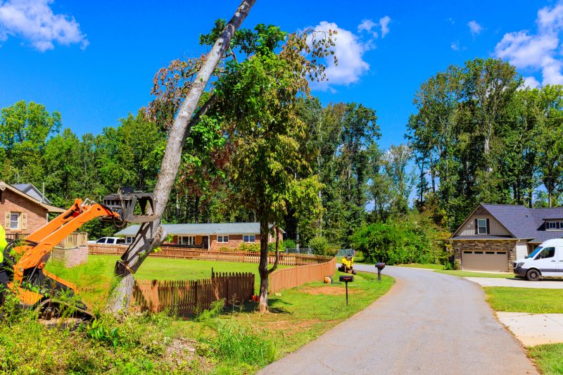 Crepe Myrtle Removal