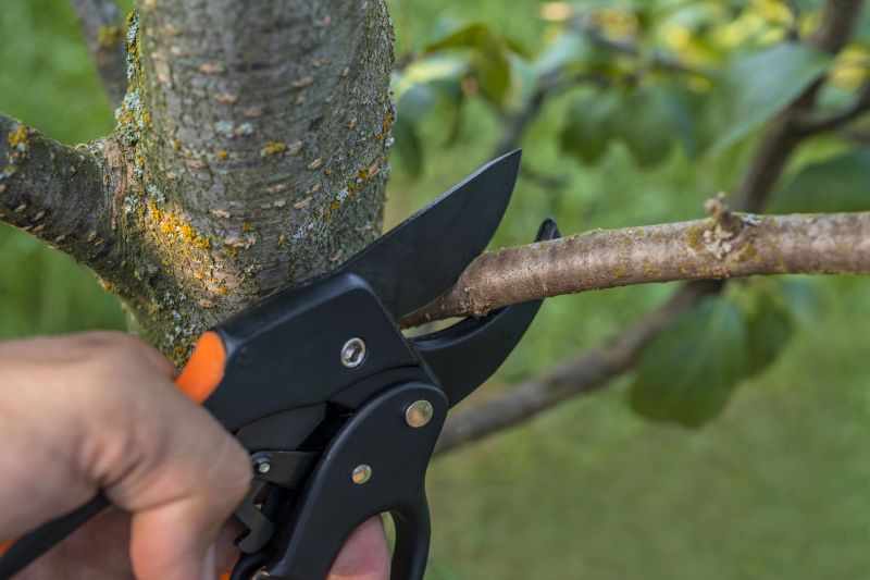 Tools for Tree Removal