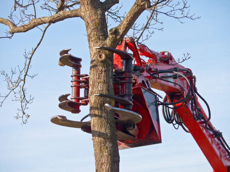 Crepe Myrtle Removal Equipment in Use