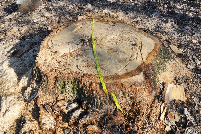 Tree Stump After Removal