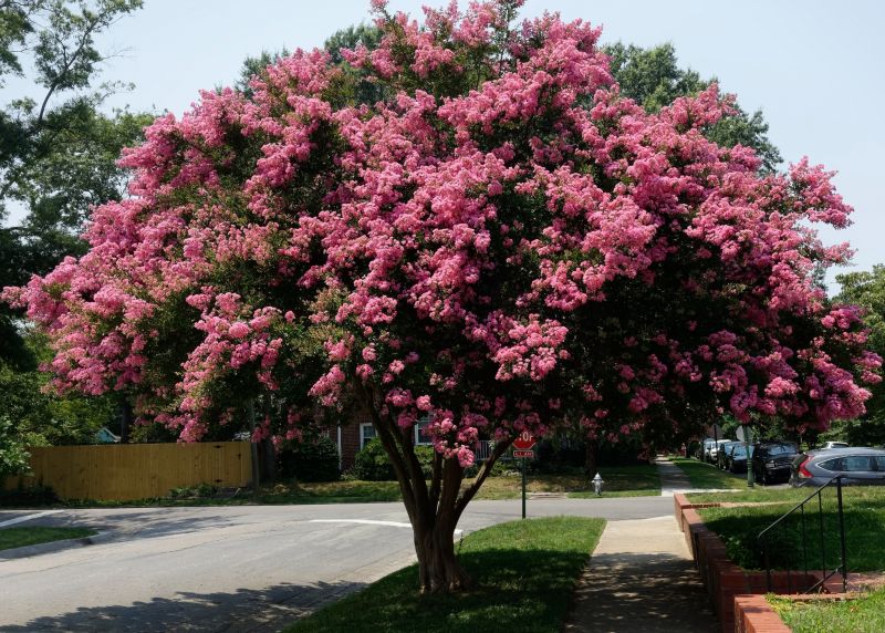 Crepe Myrtle with Pruning Cuts
