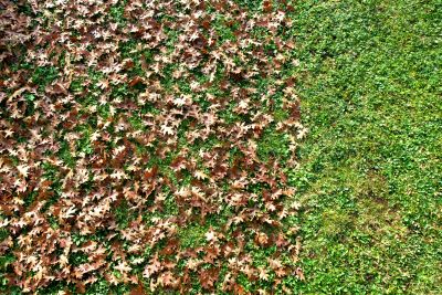 Lawn Damage Prevention