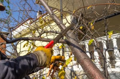 River Birch Trimming in San Jose, CA