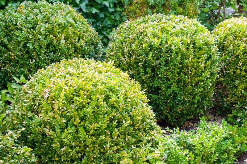Close-up of Sheared Shrubs