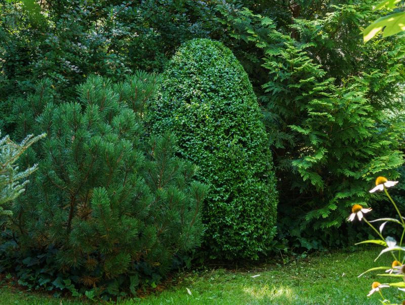 Tall Evergreen Shrubs