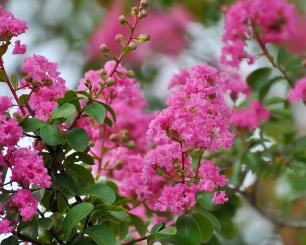 Grow your Crepe Myrtle Removal business